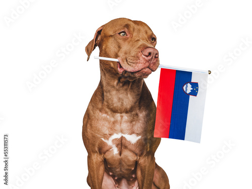 Charming, adorable puppy with the national Flag of Slovenia. Closeup, indoors. Studio shot. Congratulations for family, loved ones, relatives, friends and colleagues. Pet care concept