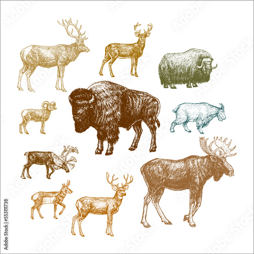 north american animals, bison, moose, deer, goat, elk, muskox, bighorn sheep
