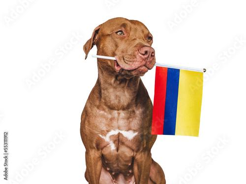 Charming, adorable puppy with the national flag of Colombia. Closeup, indoors. Studio shot. Congratulations for family, loved ones, relatives, friends and colleagues. Pet care concept