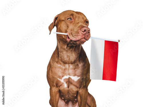 Charming, adorable puppy and Flag of Indonesia. Closeup, indoors. Studio shot. Congratulations for family, loved ones, relatives, friends and colleagues. Pet care concept