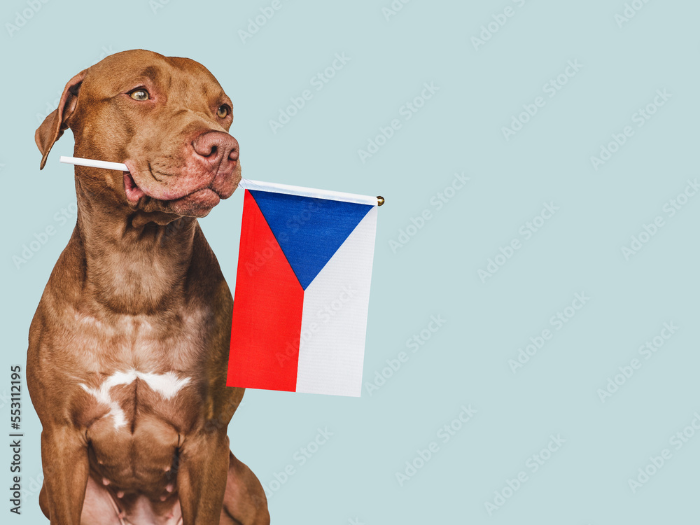 Charming, adorable puppy with the national flag of Czechia. Closeup, indoors. Studio shot. Congratulations for family, loved ones, relatives, friends and colleagues. Pet care concept