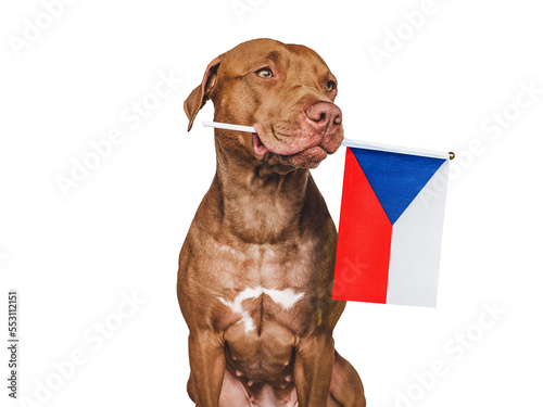 Charming, adorable puppy with the national flag of Czechia. Closeup, indoors. Studio shot. Congratulations for family, loved ones, relatives, friends and colleagues. Pet care concept