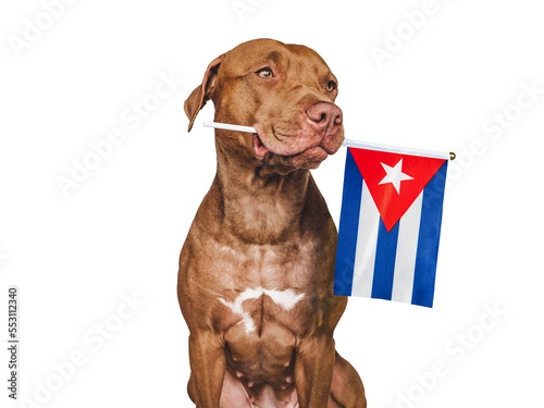 Charming, adorable puppy with the national flag Cuba . Closeup, indoors. Studio shot. Congratulations for family, loved ones, relatives, friends and colleagues. Pet care concept