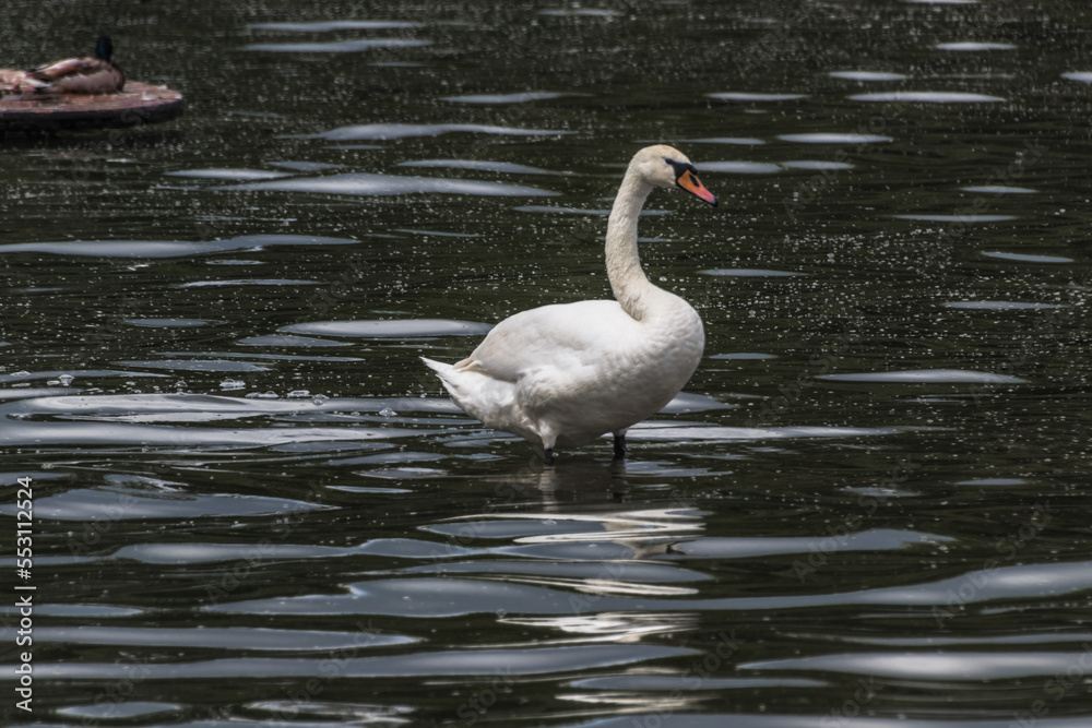 Fototapeta premium swans on the lake