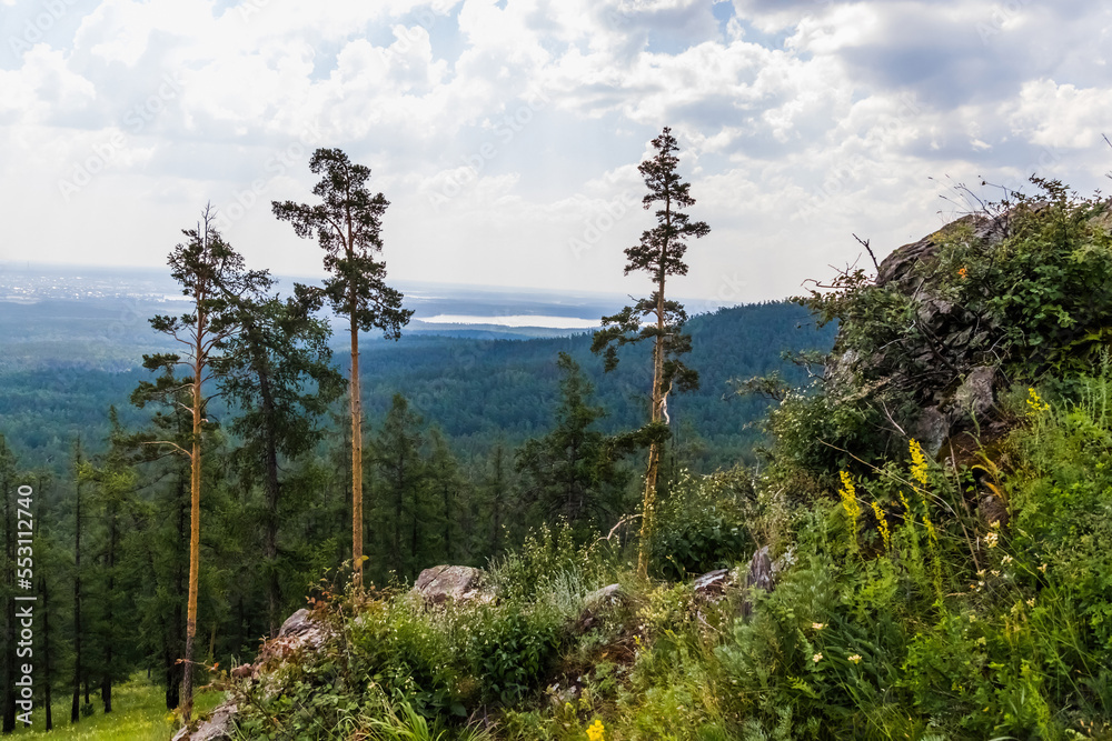 Fototapeta premium pine tree in the mountains