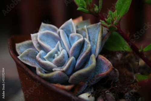 succulent