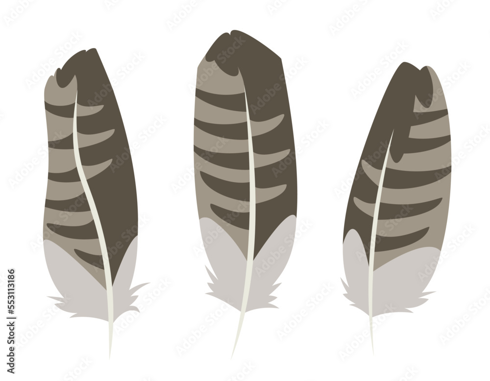 Set of buzzard feathers in flat style. Beautiful design elements. Set of buzzard feathers in flat style. Beautiful design elements.