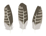 Set of buzzard feathers in flat style. Beautiful design elements.