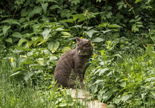 cat in the woods