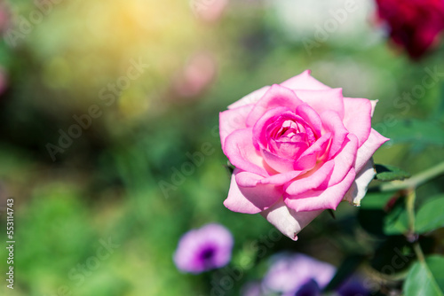 Pink rose over blurred garden  tropical garden  spring and summer nature  outdoor day light