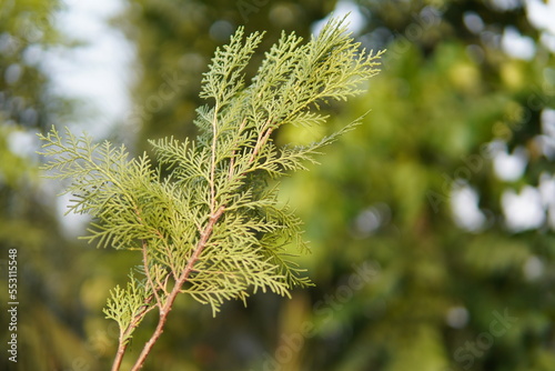 Branches of thuja trees on green blurred background. Closeup fresh green Christmas leaves. Thuja Occidental. photo