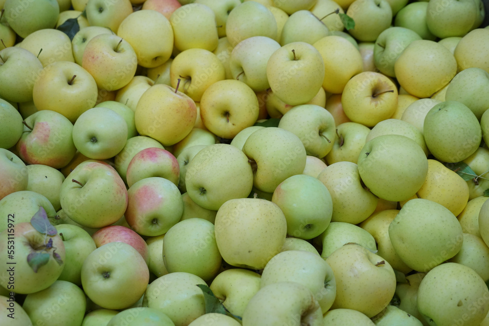 Fresh picked green apples background in the harvest season Fresh picked green apples background in the harvest season