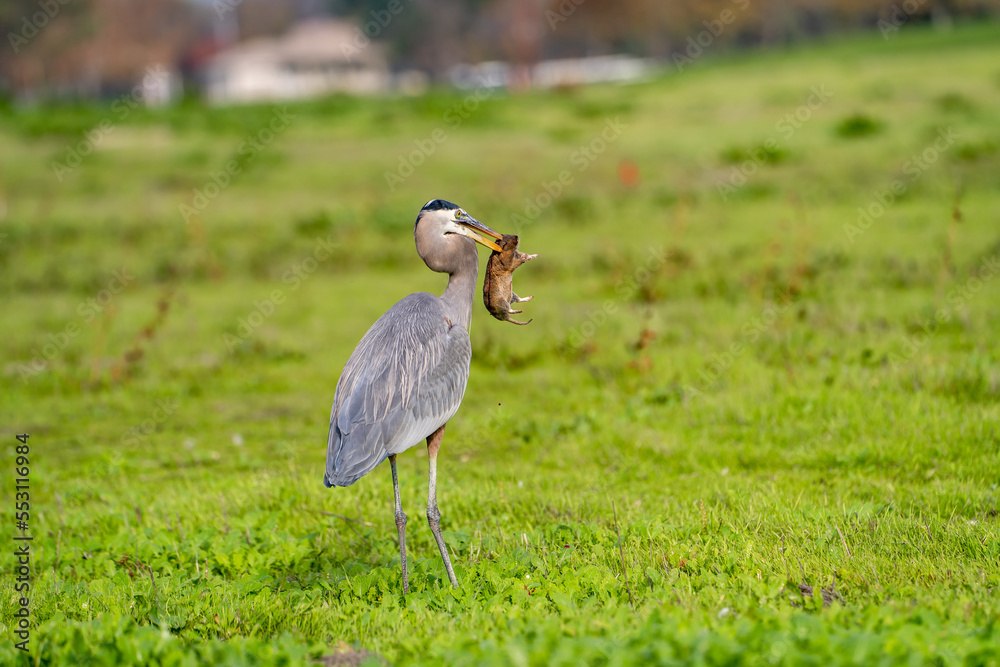Fototapeta premium Great blue heron (Ardea cinerea) caught a gopher. 