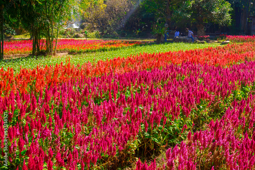 Colorful Celosia flowers meadow with tourist group relaxing under  big tree in the wide field 