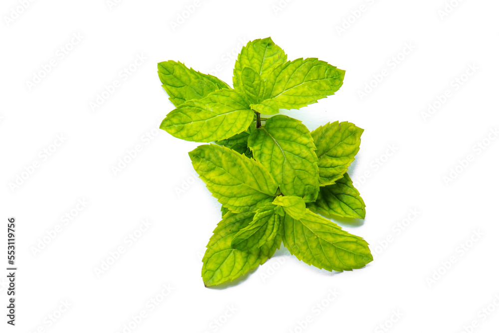 Abstract Green leaves branch on white background with copy space. Nature concept for Green fresh Energy earth saving. Abstract Green leaves branch on white background with copy space. Nature concept for Green fresh Energy earth saving.
