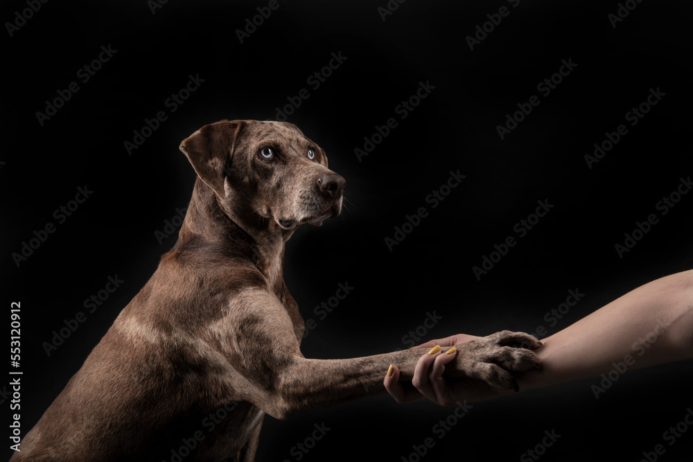 Louisiana Catahoula Leopard dog