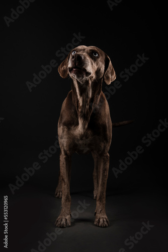 Louisiana Catahoula Leopard dog