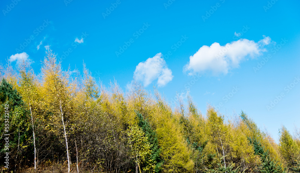 Fototapeta premium Looking up on clear blue sky with yellow poplar trees