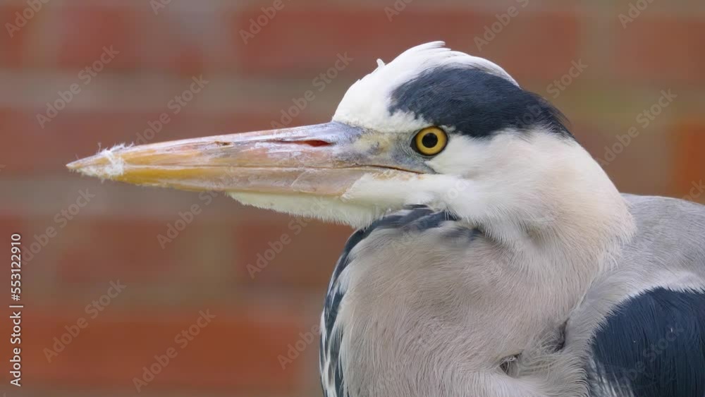 Close up of an heron standing and looking around Close up of an heron standing and looking around