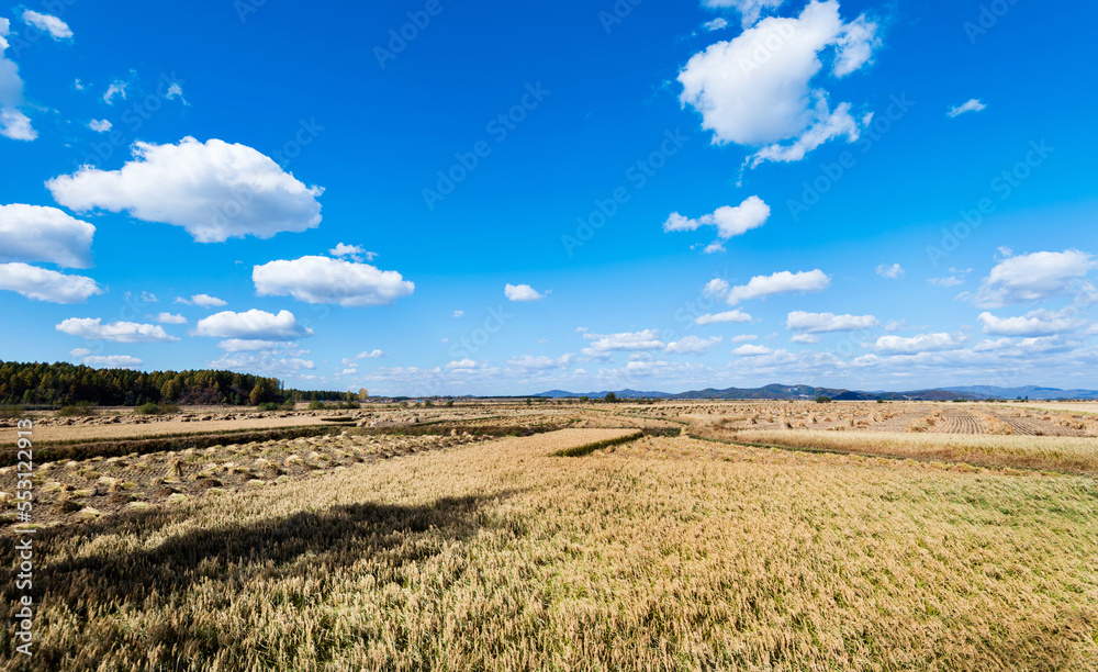 Obraz premium Haystack piled up in a rice field