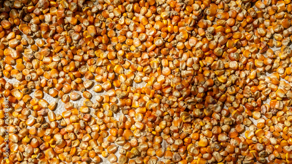 heap of corn kernels as background heap of corn kernels as background