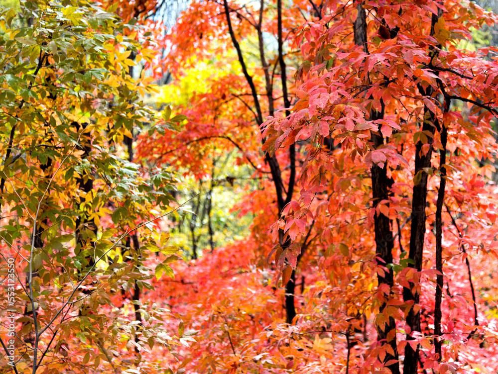 Colorful autumn leaves in forest