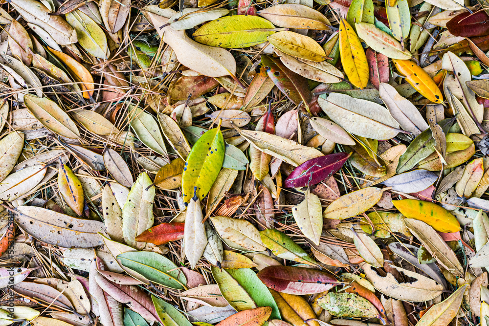 Colourful leaf litter on a forest floor