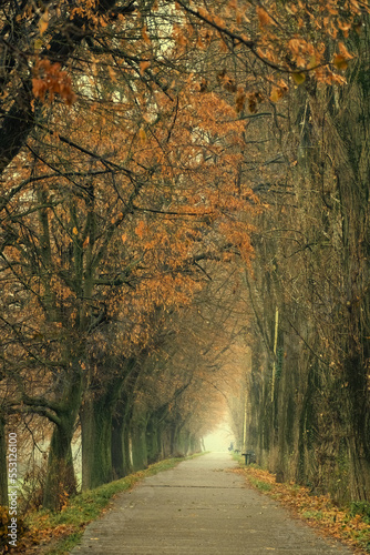Autumn poplar alley. Light shimmering fog creates a mysterious, mystical atmosphere.