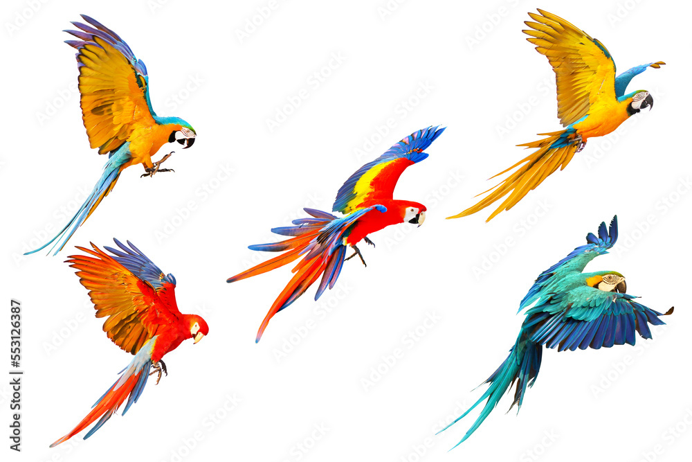 Obraz premium Set of Macaw parrots flying isolated on transparent background.