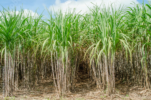 sugar cane field, sugarcane and leaves in the field growing