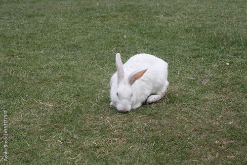 Florida White rabbit foraging on green grass in an open space; (pix SShukla) photo