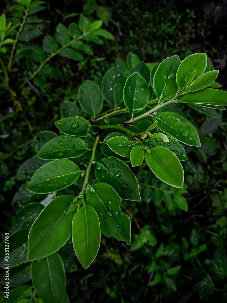 green leaves on a tree green leaves on a tree