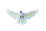 Beautiful cockatoo parrot flying isolated on transparent background.