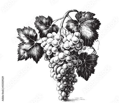 Bunch of grapes sketch hand drawn Vector illustration.