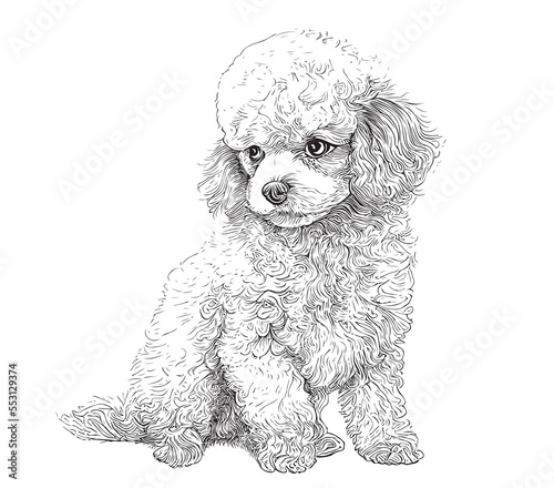 Little cute toy poodle dog hand drawn sketch Vector illustration