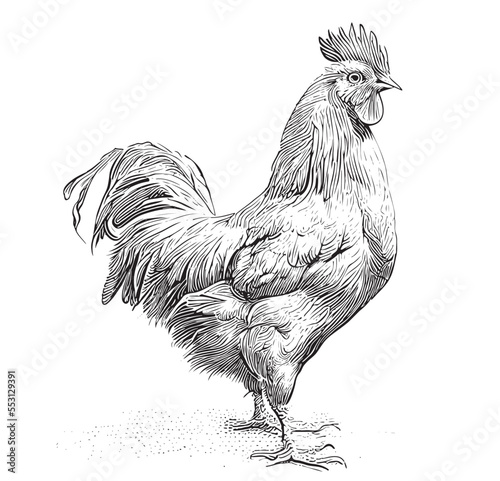 Rooster standing sketch hand drawn Farming Vector illustration
