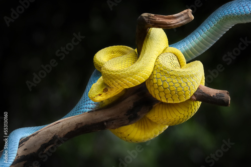 Yellow snake in the tree