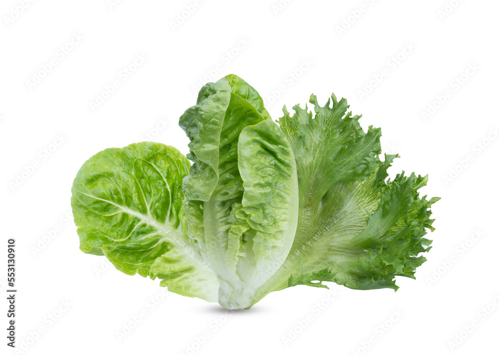 Head of fresh organic lettuces salad . Healthy food concept with copy space. on transparent. Head of fresh organic lettuces salad . Healthy food concept with copy space. on transparent.