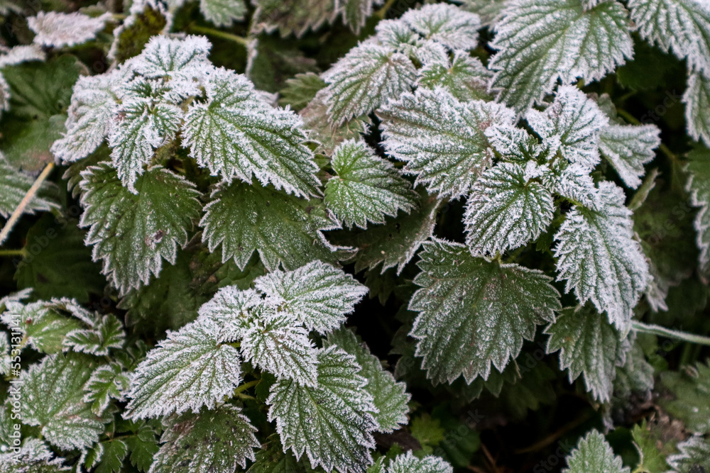 frost on nettle frost on nettle
