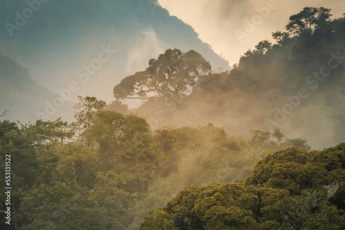 Morning mist in the forest in Nyungwe National Park, Rwanda © Yann