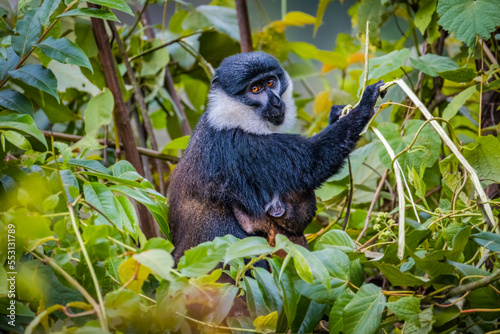 L'Hoest Monkey in Nyungwe National Park, Rwanda © Yann