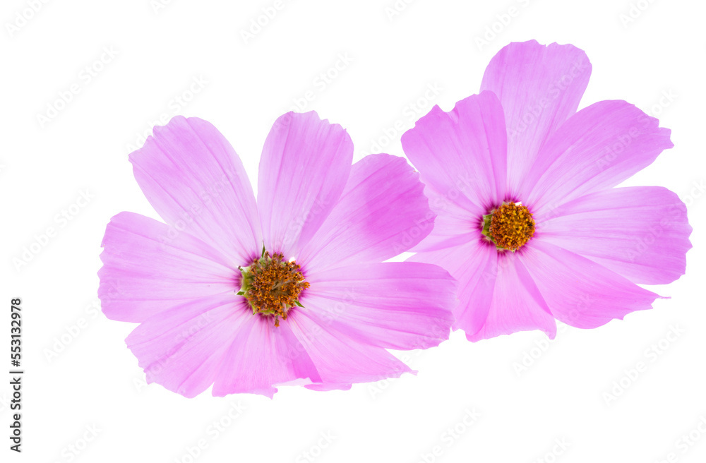 kosmeya flowers isolated