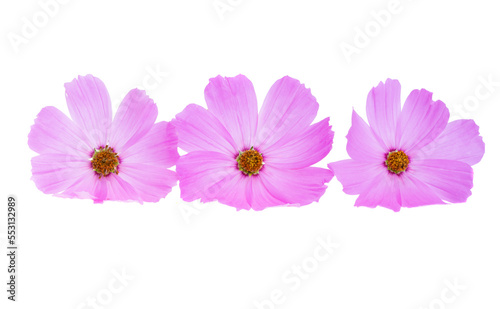 kosmeya flowers isolated