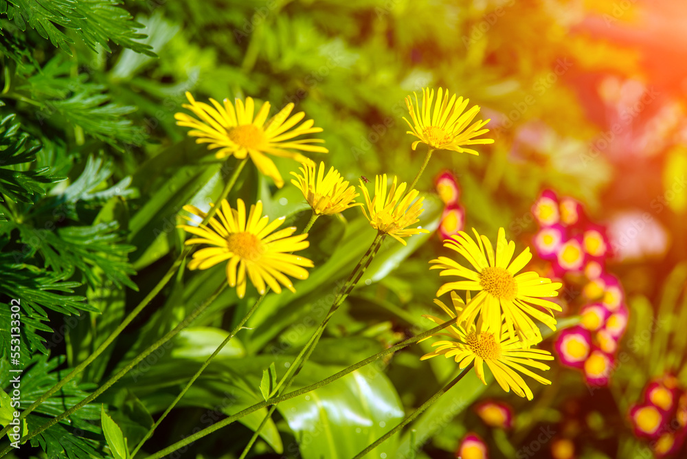 Obraz premium Yellow daisies grow in the meadow in summer 