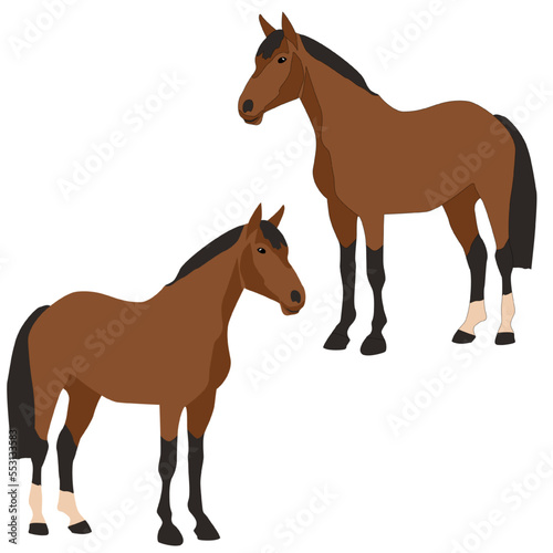 Vector brown horse stands on a white background