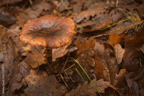 Funghi in the autumn forest