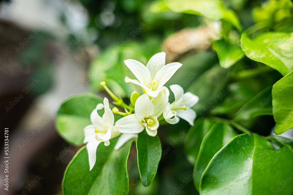 White flowers of Murraya paniculata, Jasminul portocal (Murraya exotica, Chalcas paniculata sau Chalcas exotica), green bush close up. White flowers of Murraya paniculata, Jasminul portocal (Murraya exotica, Chalcas paniculata sau Chalcas exotica), green bush close up.
