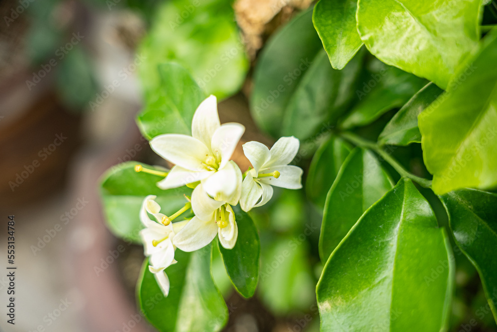 White flowers of Murraya paniculata, Jasminul portocal (Murraya exotica, Chalcas paniculata sau Chalcas exotica), green bush close up. White flowers of Murraya paniculata, Jasminul portocal (Murraya exotica, Chalcas paniculata sau Chalcas exotica), green bush close up.
