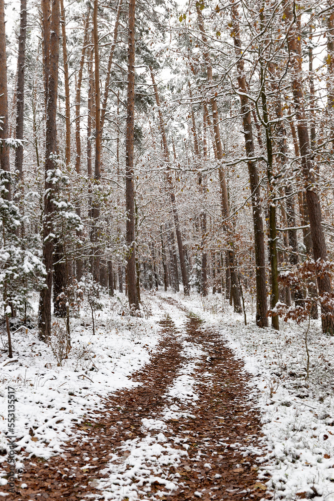 Fototapeta premium A dirt road running through a snow covered forest.