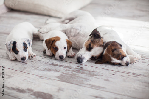 Puppy dog sleeping on the floor